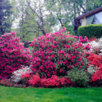 Mondo delle Intolleranze, Cena di gala con i grandi Chef il 30 marzo a Villa Patrizia di Sirtori