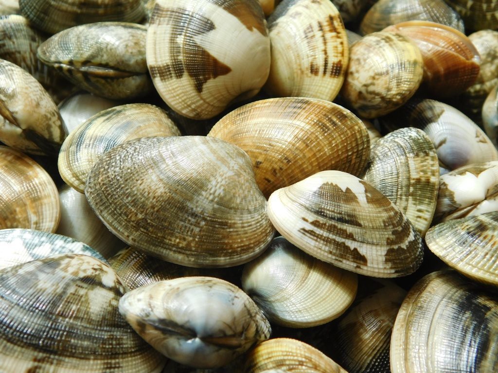 vongole